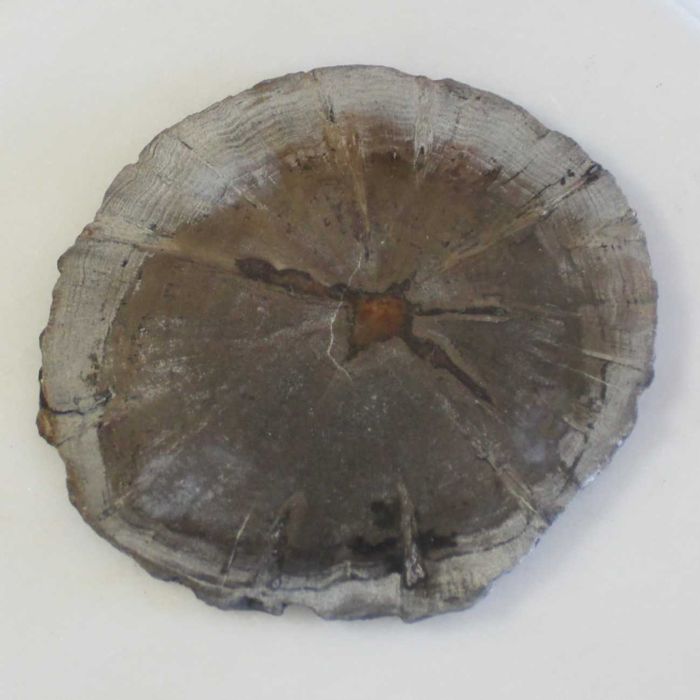 Conjunto de 5 Porta-copos de madeira petrificada, Natural, feito à mão