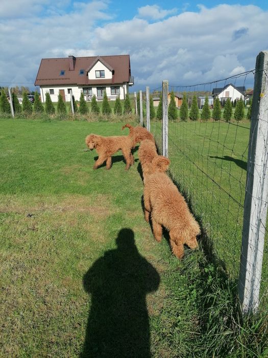 Pudel królewski czerwony pies