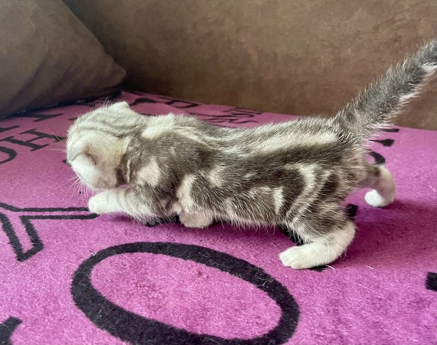 Шотландські кошенята