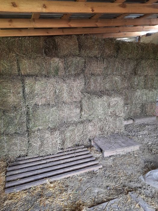 Продам сено люцерны, укос  2022г ,тюки большие.