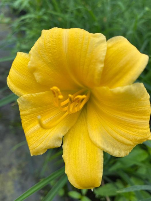 Liliowiec Stella de Oro 3L