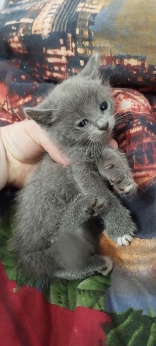 Віддам в гарні руки котенят