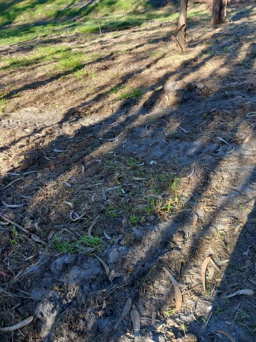 Limpeza de mato e serviços de jardinagem