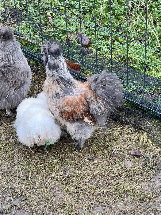 Rasowy Kogut silki z 2025 roku