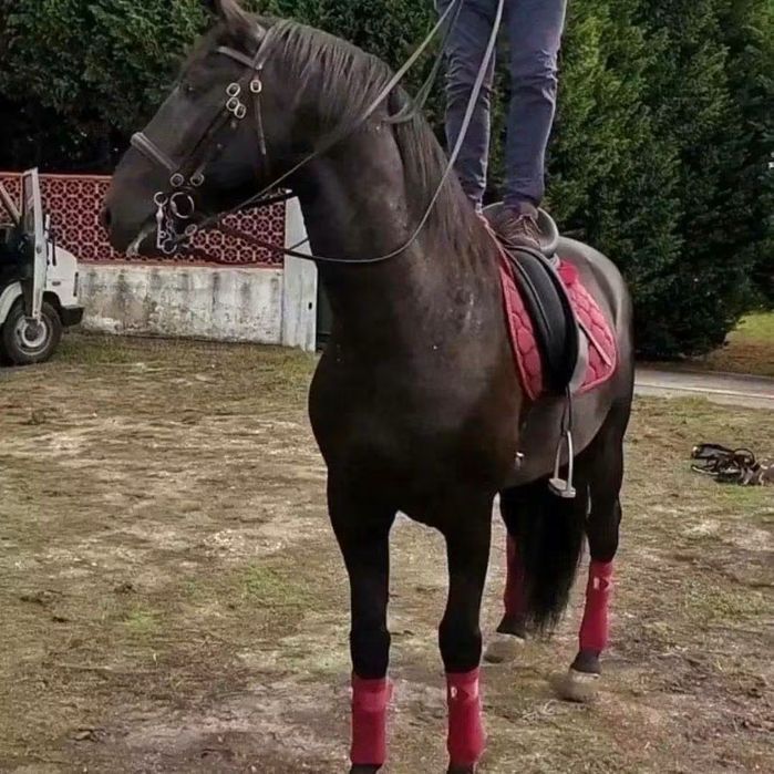 Cavalo de total confiança para pessoas sem experiência