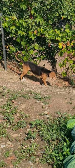 Cachorros porte pequeno