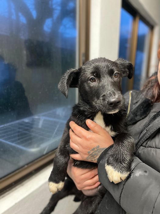 Bebés 3 meses para adoção responsável