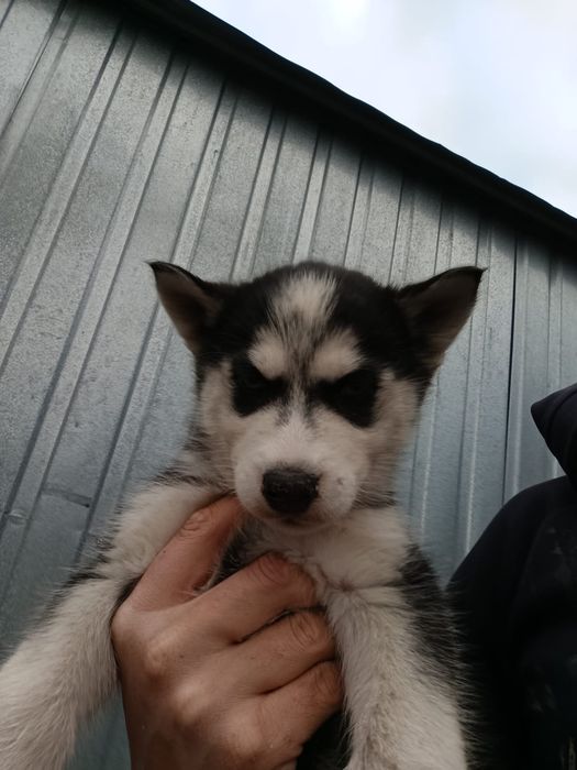 Niebieskooki samiec Syberian Husky