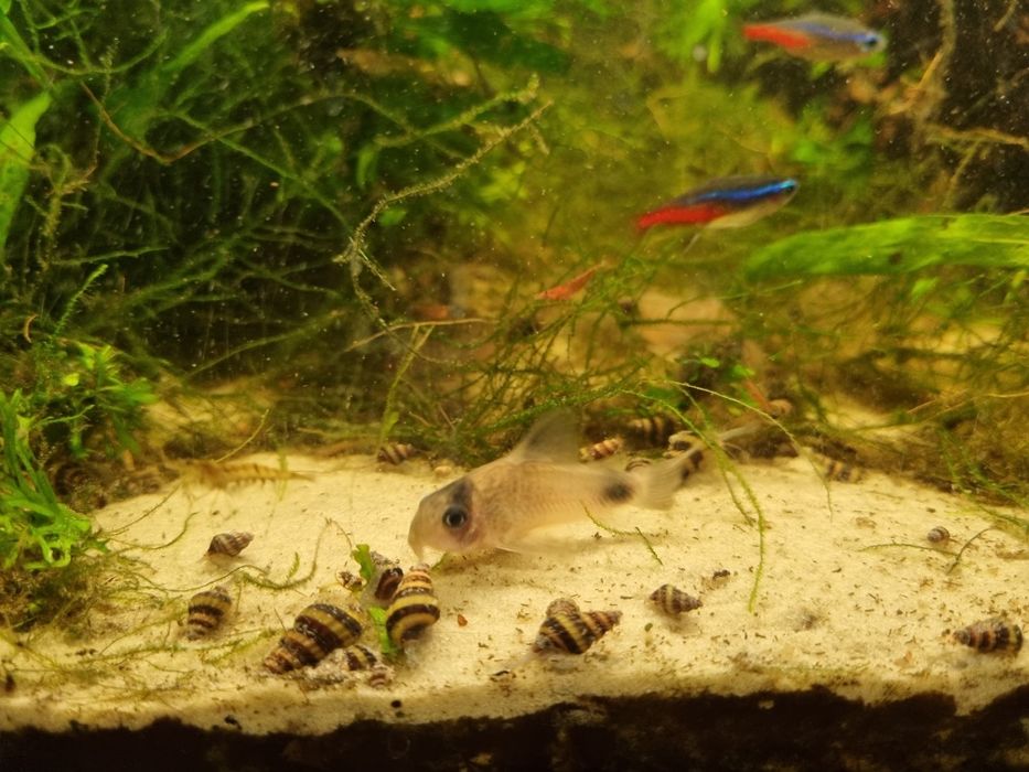 Ślimak Helenka pogromca niechcianych ślimaków w akwarium