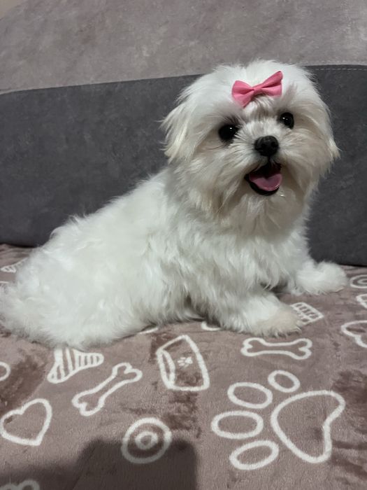 Maltańczyk - drobna suczka do kochajacego domu