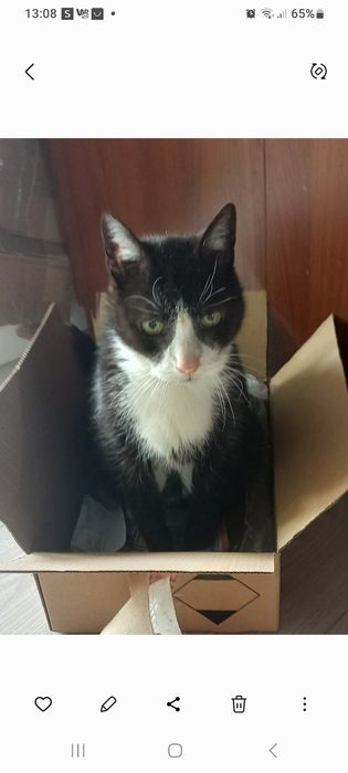 Zaginął kotek Teodor.