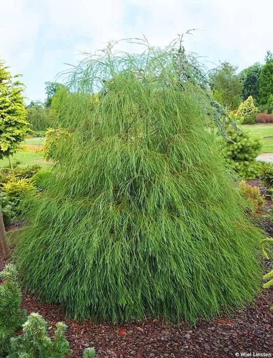 Cyprysik Lawsona DROOPING SOLO 5L