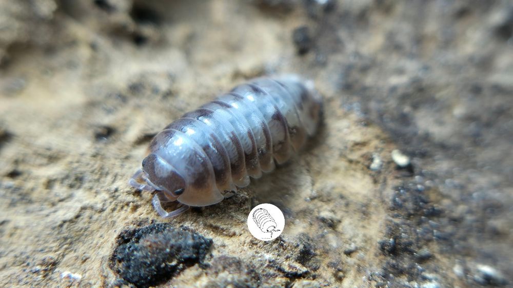 Isopody, prosionki, Armadillidium Klugii Skeleton