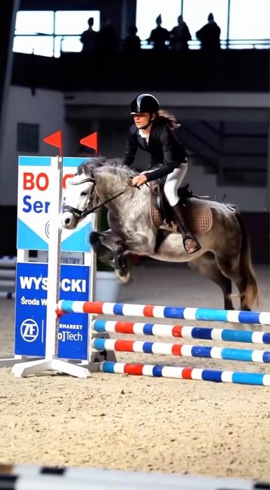 Sprzedam. Kucyk do rekreacji i sportu