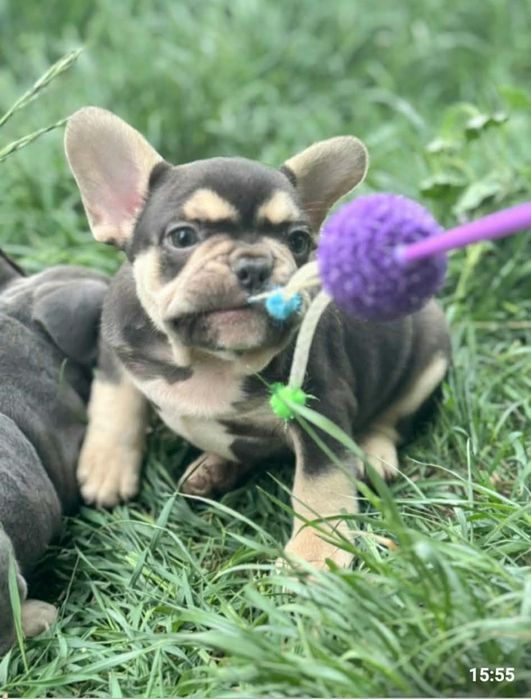 Buldog francuski  szczeniaczki liliowe