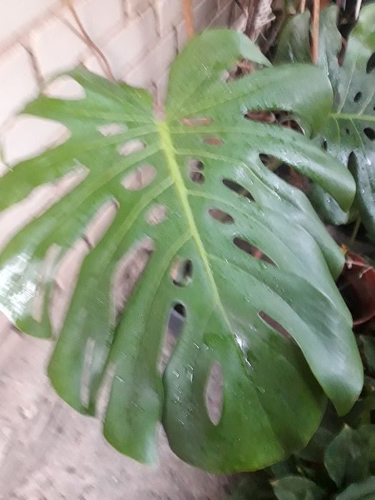 Продам укорінену верхівку монстери.