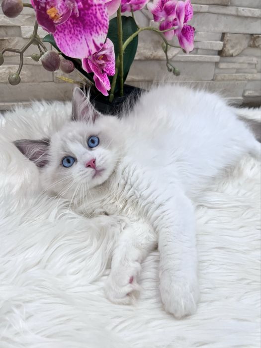 Ragdoll kotka , rodowod FPL
