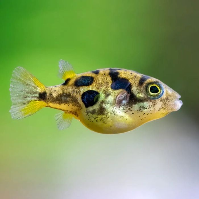 Peixe balao anao