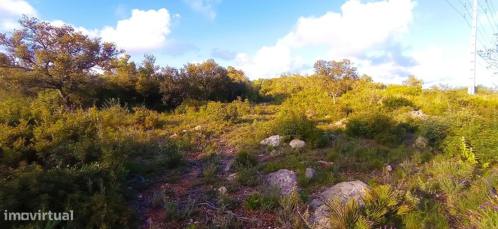 Terreno Rústico  Venda em Conceição e Estoi,Faro