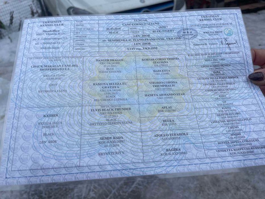 Продам цуценят Кане корсо