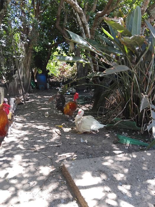 Vendo animais de Quinta (Patos mudos de criação, garnisos)