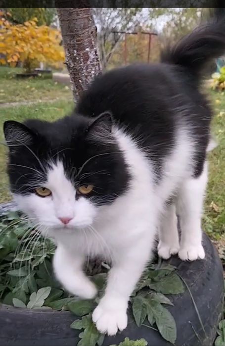 Кішка в добрі ручки