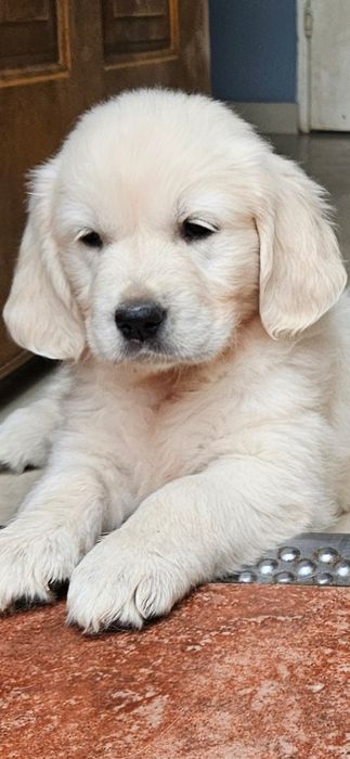 Golden retriever piesek FCI