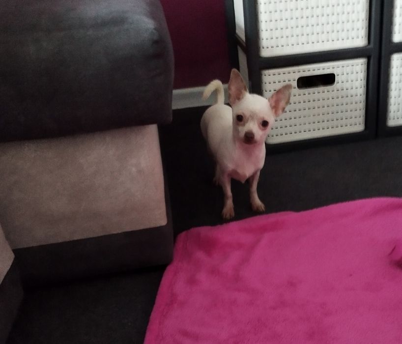 Chihuahua malutka suczka