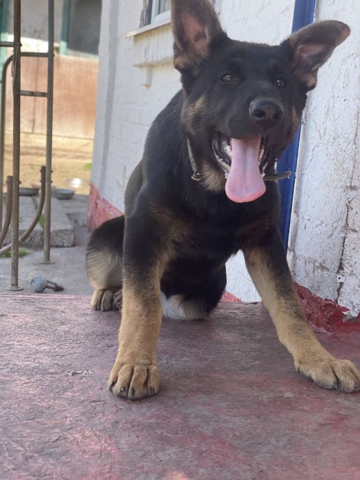 Німецька вівчарка цуценята дівчата КСУ п-к Голден Пак