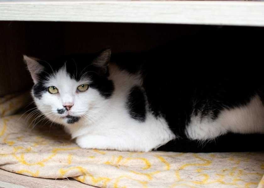 Bolek - kot krówka do adopcji