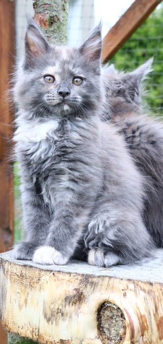 Kotka ... Maine Coon