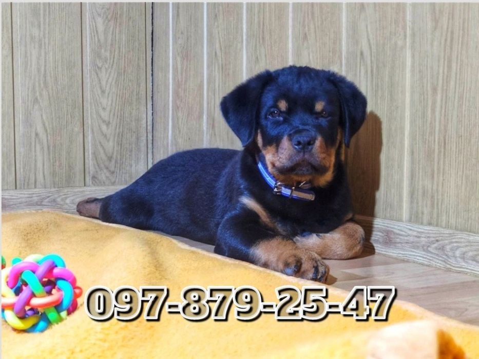 Щенки Ротвейлера! Мощные детки от широкогрудых красавцев!