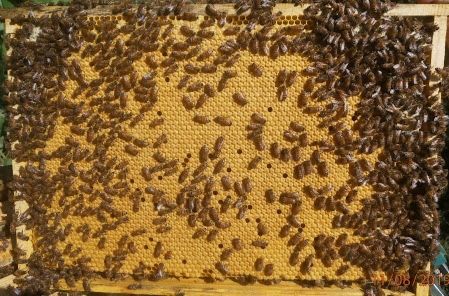 Бджолопакети Житомирська обл.