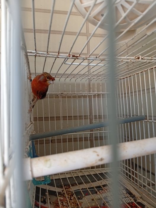Vendo Canárias  e um macho
