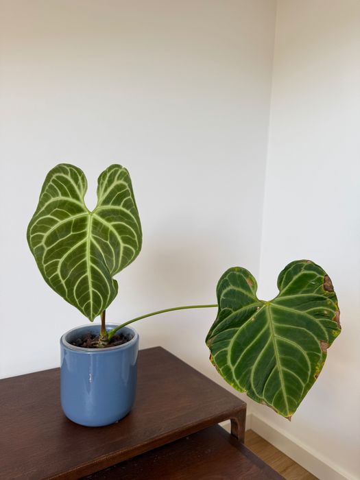 Planta de interior - Anthurium Regale