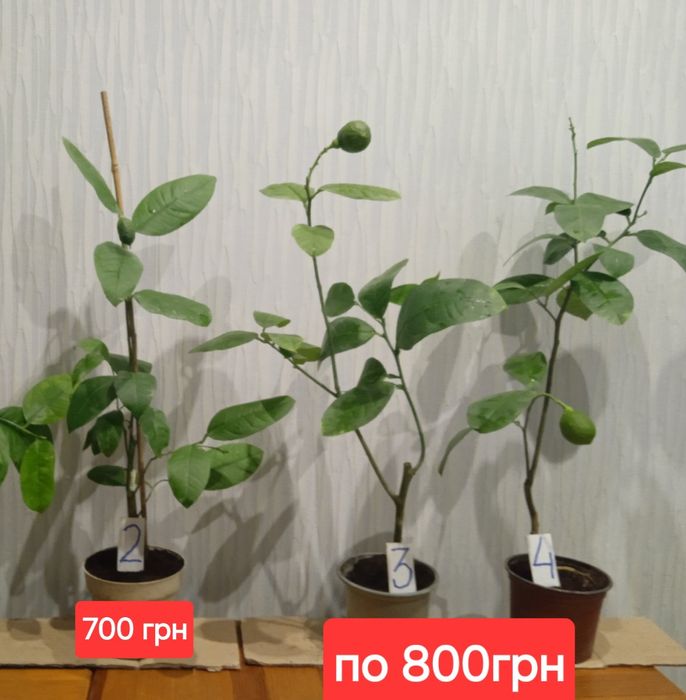 Лимон , мандарин, лайм , кумкват, апельсин інше