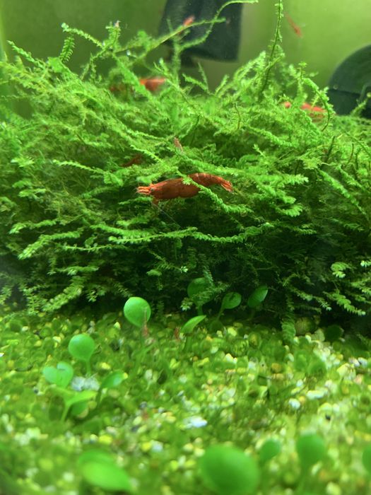 Camarões Neocaridina Red Sakura - Vermelho Intenso -Qualidade