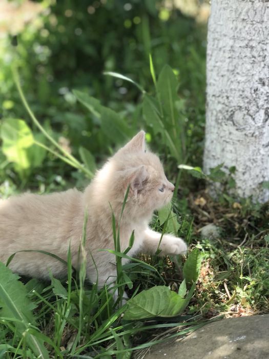 Котик в добрі руки