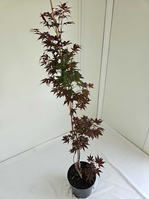 Klon palmowy – Atropurpureum bonsai  wys 130cm