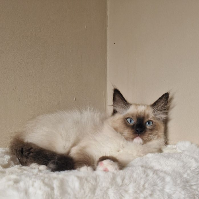 Śliczny kocurek ragdoll