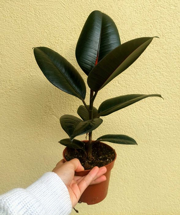 Planta Ficus Abidjan