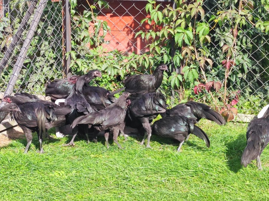 Sumatra kury i koguty ostatni kpl