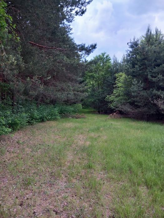 REZERWACJA DO PIĄTKU .Działka budowlana przy lesie 50ar Jelna-Borki, możliwość podziału na 2, MPZP - Widok 4