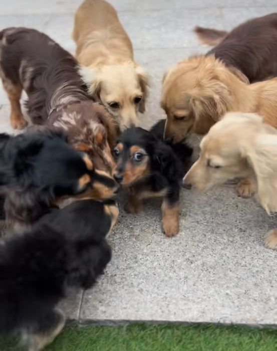 Хлопчик таксик довгошерстний