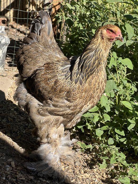 Brahma perdiz femea
