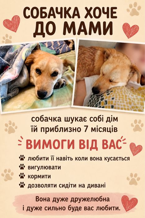 Цуценя шукає собі дім