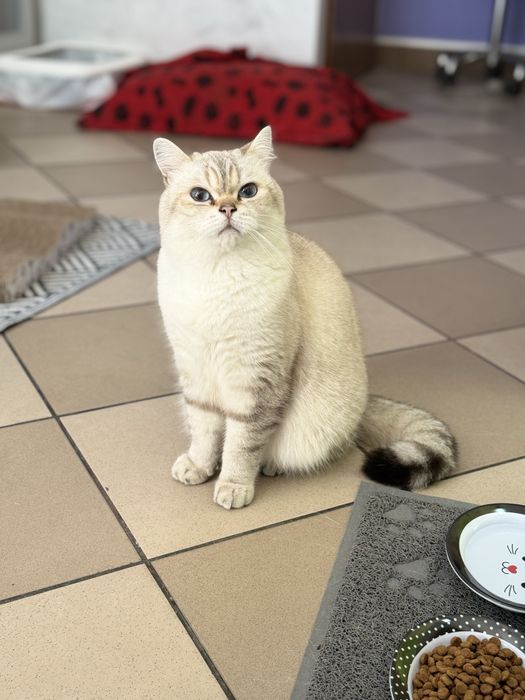 Hotel dla kotów "Koci Kącik", nocleg dla kotów Będzin