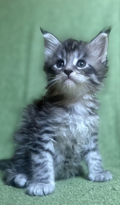 Kocurek Maine Coon