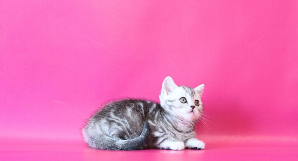 Шикарные  чистокровные кошечки в Киеве! Теремки 2