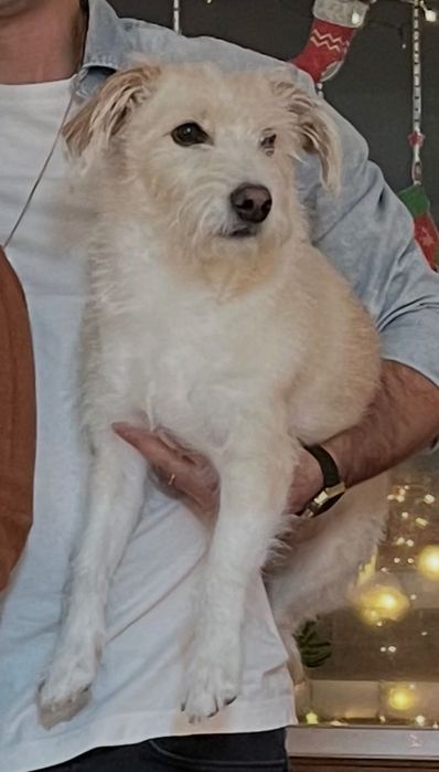 Cão para adoção